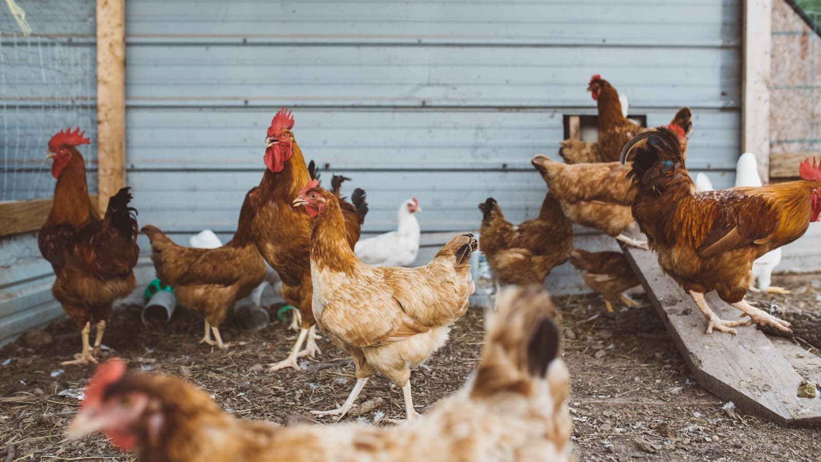 Naves avícolas: diseño de galpones para pollos parrilleros, ponedoras y reproductoras